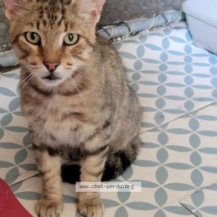 Photo 1/1 MARIO Chat lost in Chateau gombert