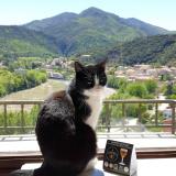 Picture of cat lost at Amelie Les Bains Palalda