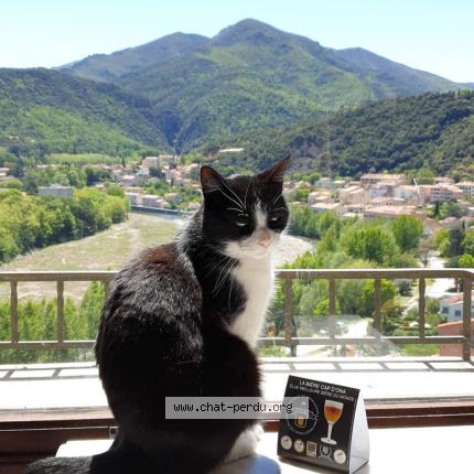 Photo 1/1 Félix Chat lost in Amelie les bains palalda