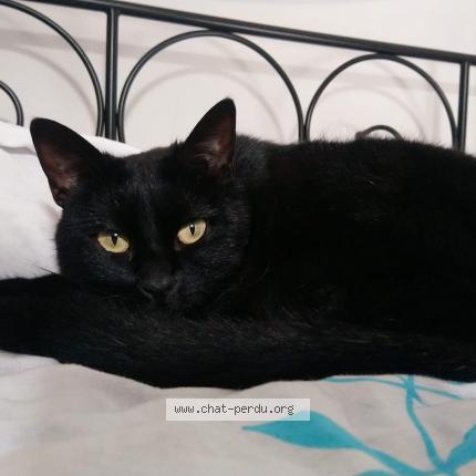 Photo 1/1 Yami Chat lost in Neuville sur saone