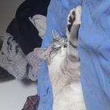 Picture of cat lost at Bourg Des Comptes