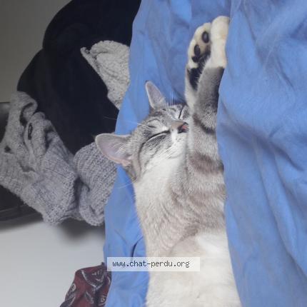 Photo 1/1 Isis Chat lost in Bourg des comptes