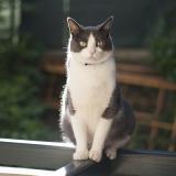 Picture of cat lost at Guethary