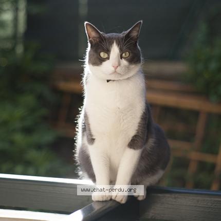 Photo 1/1 Tonno Chat lost in Guethary