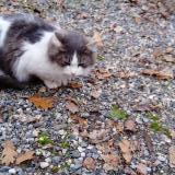 Picture of cat lost at Pechbonnieu