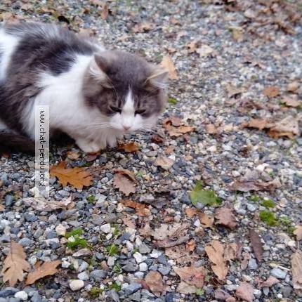 Photo 1/1 Peluche Chat lost in Pechbonnieu
