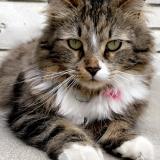 Picture of cat lost at Montreal