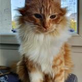 Picture of cat lost at Leves