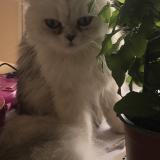 Picture of cat lost at Bauge En Anjou