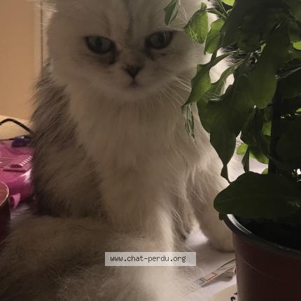 Photo 1/1 Perle Chat lost in Bauge en anjou