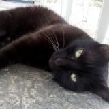 Picture of cat lost at Oriol En Royans