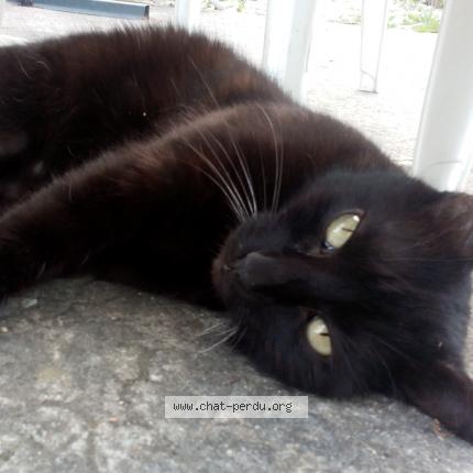 Photo 1/1 Cachou Chat lost in Oriol en royans