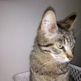 Picture of cat lost at Tassin La Demi Lune