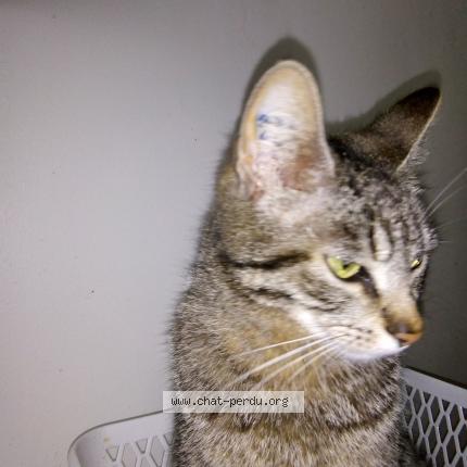 Photo 1/1 TARZANE Chat lost in Tassin la demi lune