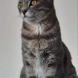 Picture of cat lost at Langon