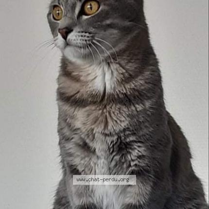 Photo 1/1 Mia Chat lost in Langon