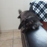 Picture of cat lost at Montlucon