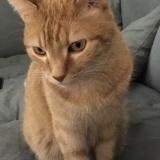 Picture of cat lost at Paris