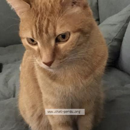 Photo 1/1 L&eacute;on Chat lost in Paris