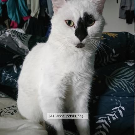 Photo 1/1 Bailey Chat lost in Bruz