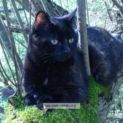 Photo 1/1 Pimpim Chat lost in Verviers