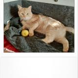 Picture of cat lost at Saint Melaine Sur Aubance