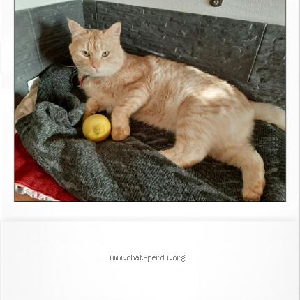 Photo 1/1 Olwen Chat lost in Saint melaine sur aubance