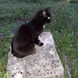 Picture of cat lost at Champvans Les Moulins