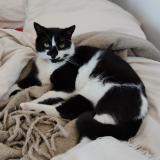 Picture of cat lost at St Cyprien