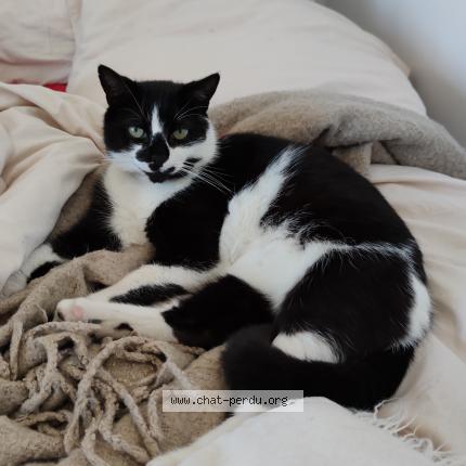 Photo 1/1 Mimi Chat lost in St cyprien