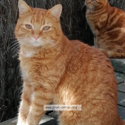 Photo 1/1 Paillasson Leon Chat lost in Perigueux