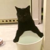 Picture of cat lost at Briscous