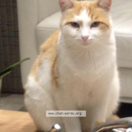 Photo 1/1 Maff Chat lost in La roche de glun