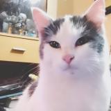 Picture of cat lost at Cambronne Les Clermont