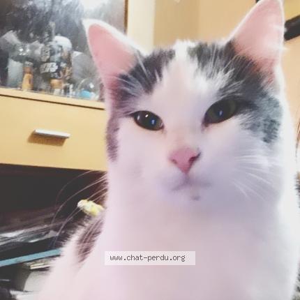 Photo 1/1 Eclipse Chat lost in Cambronne les clermont