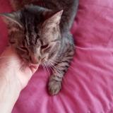 Picture of cat lost at Sebazac Concoures