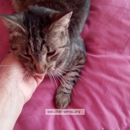 Photo 1/1 minone Chat lost in Sebazac concoures