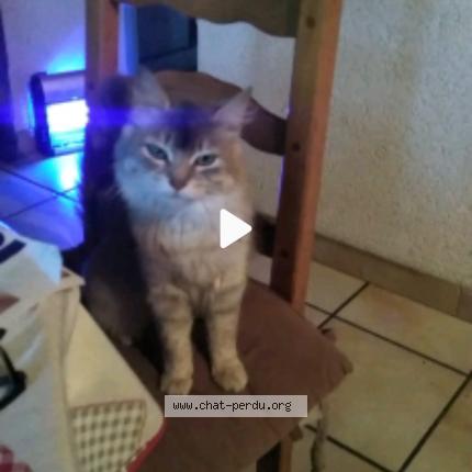 Photo 1/1 Found cat Found in Sauveterre saint denis