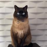 Picture of cat lost at Houplin Ancoisne