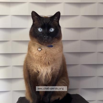 Photo 1/1 Litchy Chat lost in Houplin ancoisne