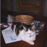 Picture of cat lost at Saint Chamond
