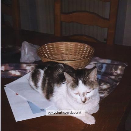 Photo 1/1 Esp&eacute;rance Chat lost in Saint chamond