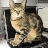 Picture of cat lost at Igny