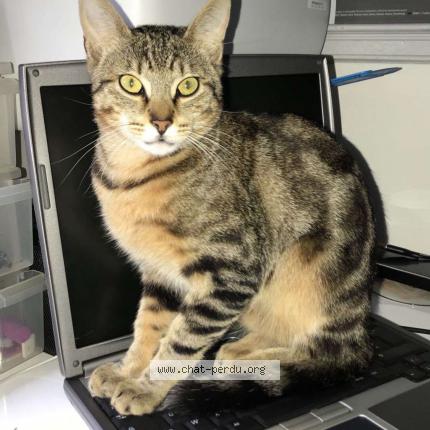 Photo 1/1 Titus Chat lost in Igny