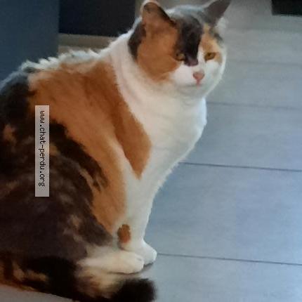 Photo 1/1 prunelle Chat lost in Irai