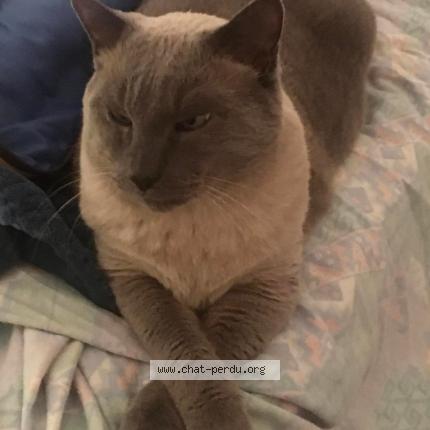 Photo 2/3 Bizco Chat lost in Quimper