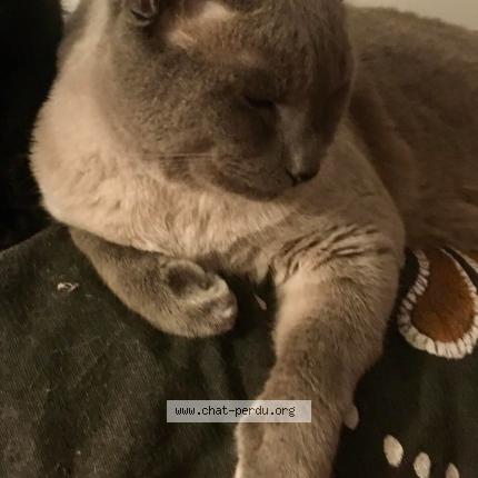 Photo 3/3 Bizco Chat lost in Quimper