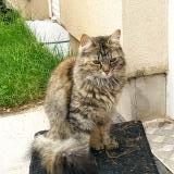 Picture of cat lost at Chantraine