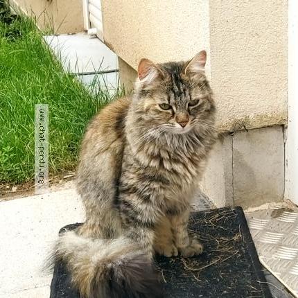 Photo 1/1 Pistache Chat lost in Chantraine