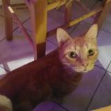 Picture of cat lost at Nimes